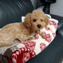 도화사거리 이미지