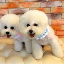 쭈니살롱 이미지