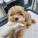 플러스애견미용실 이미지