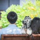 애견시선 이미지