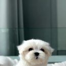 헬로 다키 이미지