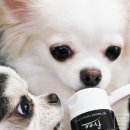 강아지용품쇼핑몰:: 뉴트리젠 영양제, 강아지치약! W.까밤이네
