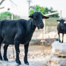 산지흑염소 이미지