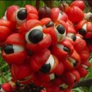 팜네이처스 이미지