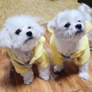 별이와콩이 이미지