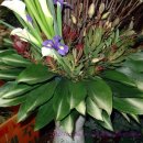 성전2호 이미지