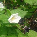 THE SPRING 이미지