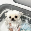 강아지이발소 | 김포 운양동 강아지 미용 스트레스 없이!!댕댕이발소 솔직 후기🐶