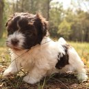 잘하는 동물메디컬센터 이미지