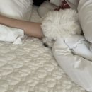 리벤시아 이미지