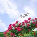 안젤라화원