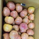 찰토마토 대박특가~~!! 이미지