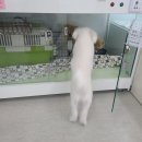 퍼피루미 옥정점 이미지