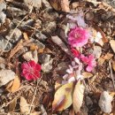 광양북초등학교 | 순천 홍매화 명소 | 탐매마을 실시간 풍경과 봄꽃 개화시기 광주근교 전남 3월 가볼만한곳에서