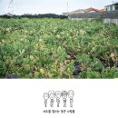 제주선인장마을