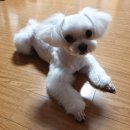 앙쥬르펫살롱 이미지