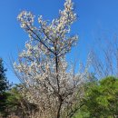 세종특별자치시 운주산 비암사(雲住山 碑巖寺)