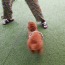 멍떼루와 | 비와 더위를 피해 찾아간 양주애견카페 멍떼루아 feat. 양주애견호텔 &amp; 유치원