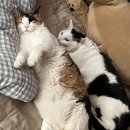 블랙다방