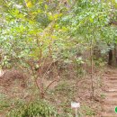 청룡사 등산로 이미지