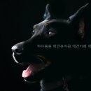 하이몽몽 네이버블로그