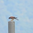 금호강4 이미지