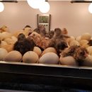 사무엘농장 이미지