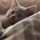 대신메디칼 이미지