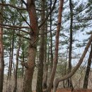 오어사 종점 | 포항 운제산 종주 산행, 등산코스 : 오어사 - 운제산 - 동자봉 - 망뫼봉 - 시루봉 - 운제중봉 - 오어사...