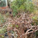 토종슈퍼 이미지