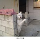 웃개 Daum카페
