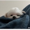 바비펫살롱 이미지