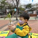 [식목일]산데리아를 심어요 이미지