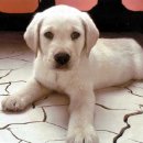 사하동물병원 이미지