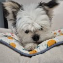 유일덴탈 이미지