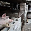 돼지우리 이미지