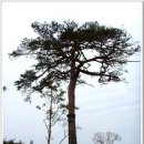 보성녹차골휴게소 이미지