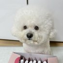 최강자농장 | 강아지우유 마이베프 생유베리마치 까다로운 강아지의 솔직후기