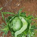 재영농장 이미지