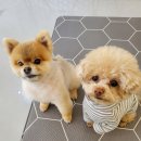 슈나우펫 이미지