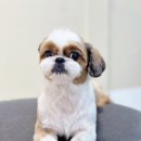 Grooming574 이미지