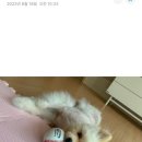 반짝일개 이미지