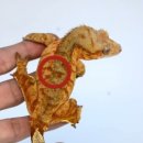 모프 이미지
