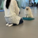 행복애견센타 네이버블로그