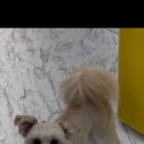 엠에스그루밍 이미지