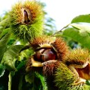 금강자연휴양림 이미지