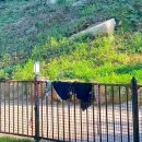 탐스럽개 | ෆ 밀양 대형견 가능 애견동반 계곡 펜션 '탐스럽개' 찐 내돈내산 후기ෆ