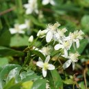 참으아리 Clematis terniflora DC. 종 이미지