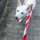 꽃길걷개 이미지