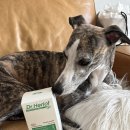 이티젠동물병원 | 수의사 처방 관절 영양제 닥터헤리엇 조인트케어